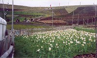 Eden Project: Picket Fencing